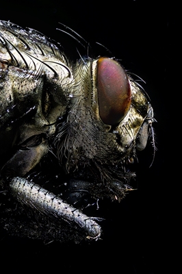 Macro Photo of a Fly