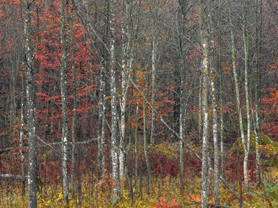  Autumn forest