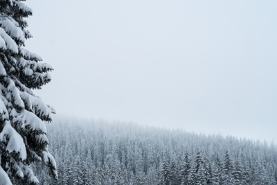 Snow-covered fir trees