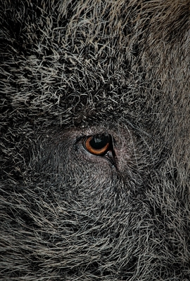 Eye of a black wild pig