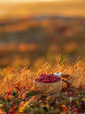 Herfst rode bosbessen in een kopje