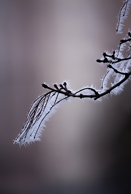 Mit Frost bedeckte Äste