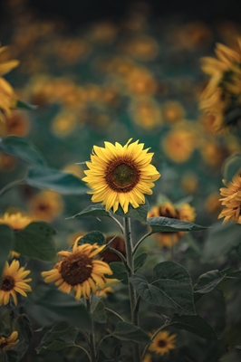 Sonnenblumen