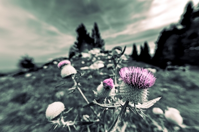 Milk thistle