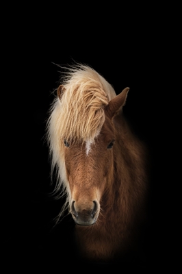 Cavalo islandês