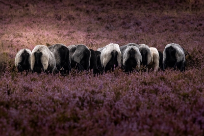 Grazing heather sheep