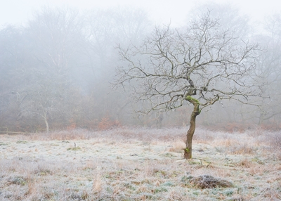 Nebliger und frostiger Herbstmorgen