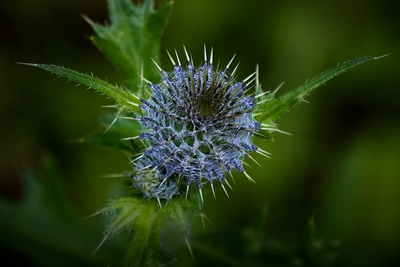 Close-up de um cardo