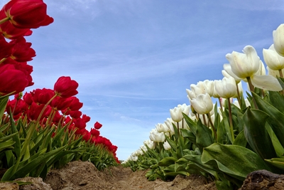 Rode en witte tulpen