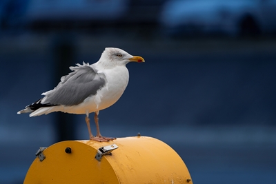 Seagull