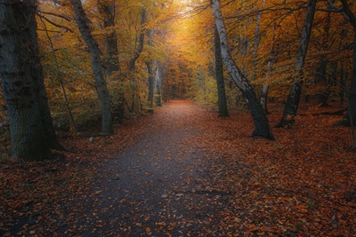 Syksy hyvinvoivassa metsässä.