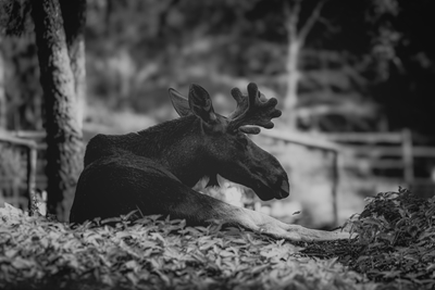 Resting moose