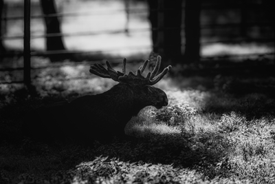 Moose monochrome