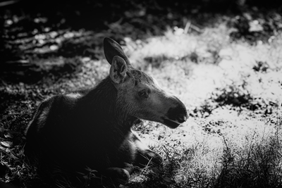 Moose calf monochrome