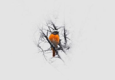 Redstart