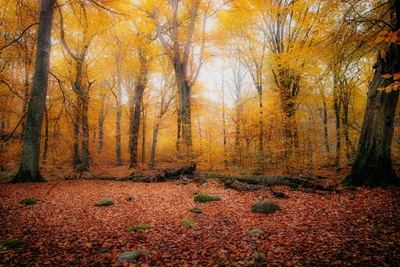 La forêt de Väla cet automne