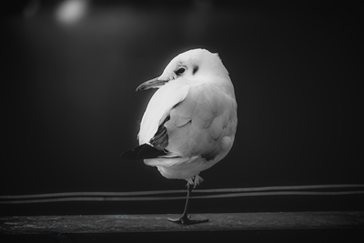 Lachmöwe auf einem Bein