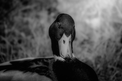 A face of an mallard.