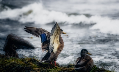 Wings of a mallard.