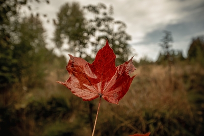 Endlich Herbst!