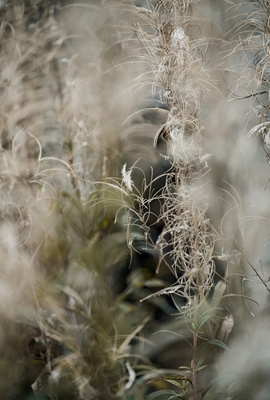 Blanchiment de l’herbe à feu