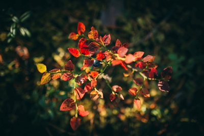 Autumn in the blueberry forest