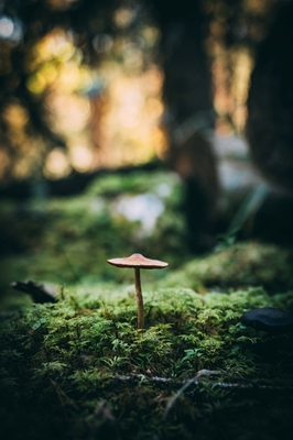 Einsamer Pilz im Schatten des Waldes