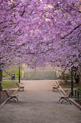 Körsbärsblom i en park