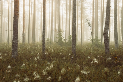 Misty forest