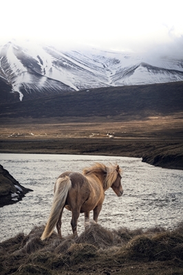 Cavallo islandese in un lago