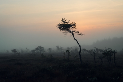 Soluppgång i träsket