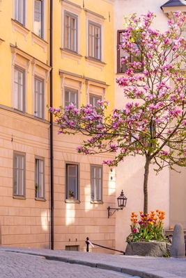 Albero di magnolia a Gamla Stan