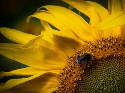 Calabrone e girasole