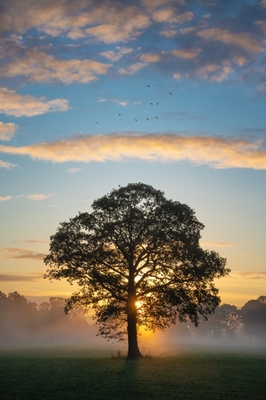 Albero singolo all'alba