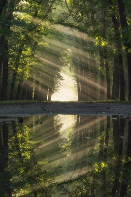 Forest with double sunrays