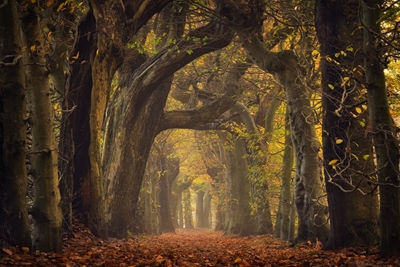 Old trees at autumn