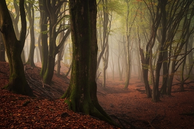 Herbstlicher Zauber