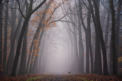 Deer in a foggy alley