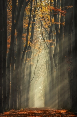 Raggi di sole in una foresta