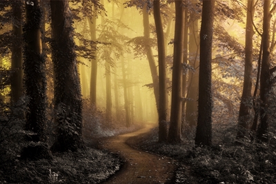 Le chemin magique de la forêt