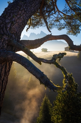 L'albero della montagna