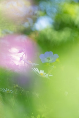 An afternoon in June.