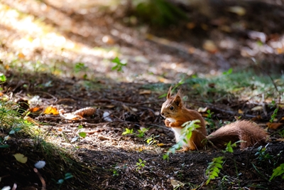 Ekorre i höstskogen