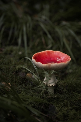 Coléoptère des forêts