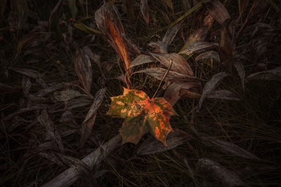 Autumn leaf