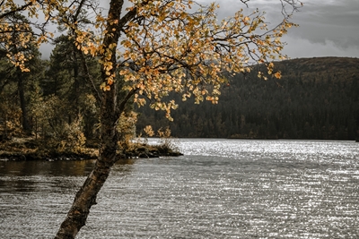 L'albero vicino al lago di montagna