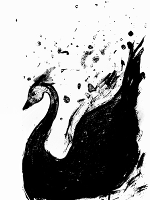 cisne-negro