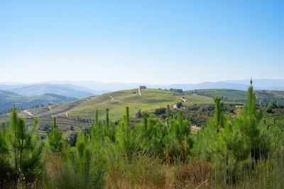 Wineyards Douro Valley