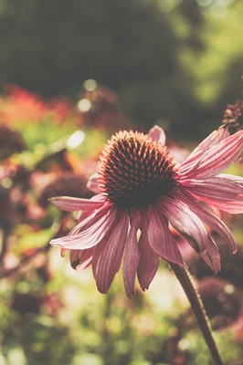 Coneflower