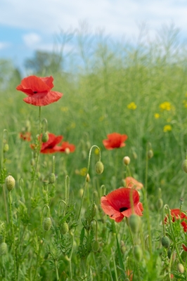 Mohn